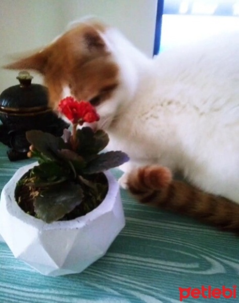 Tekir Kedi, Kedi  Tomas fotoğrafı