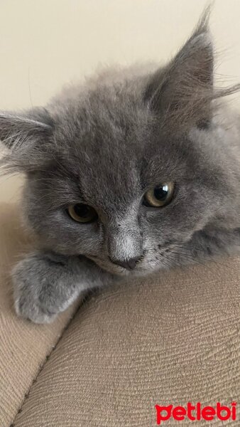 British Longhair, Kedi  Dolunay fotoğrafı