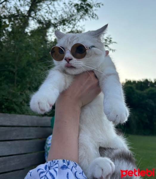 British Shorthair, Kedi  Cesur fotoğrafı
