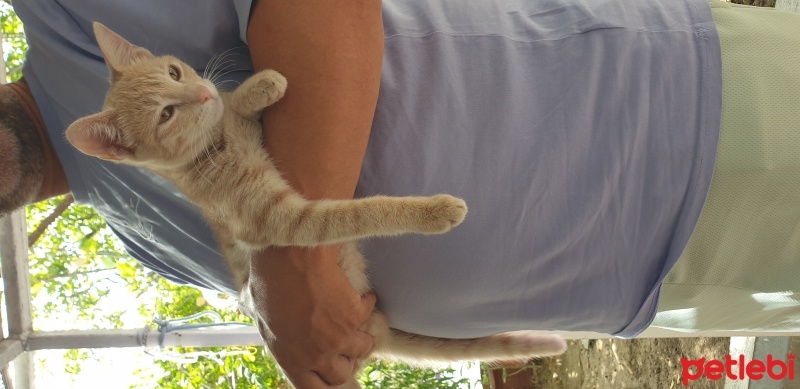 Tekir Kedi, Kedi  Tarçın fotoğrafı