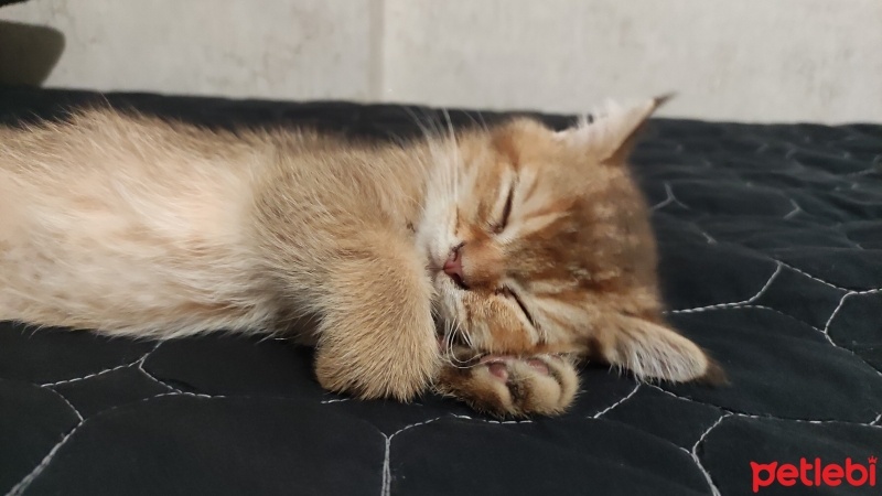 Scottish Fold, Kedi  sezar fotoğrafı