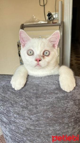 British Shorthair, Kedi  Prens fotoğrafı