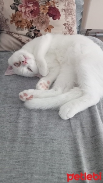 British Shorthair, Kedi  Prens fotoğrafı