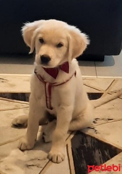 Golden Retriever, Köpek  Başgan fotoğrafı