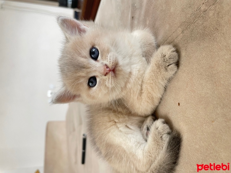 British Shorthair, Kedi  Boncuk fotoğrafı
