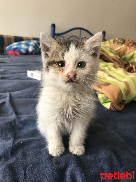 Tekir Kedi, Kedi  Hayko fotoğrafı