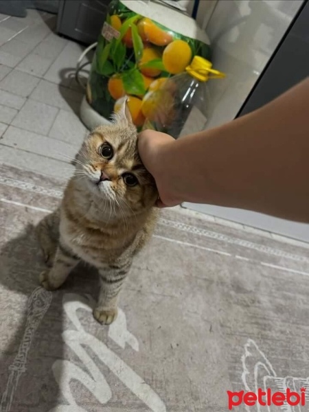 British Shorthair, Kedi  Yosun fotoğrafı