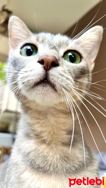 Tekir Kedi, Kedi  Luna fotoğrafı