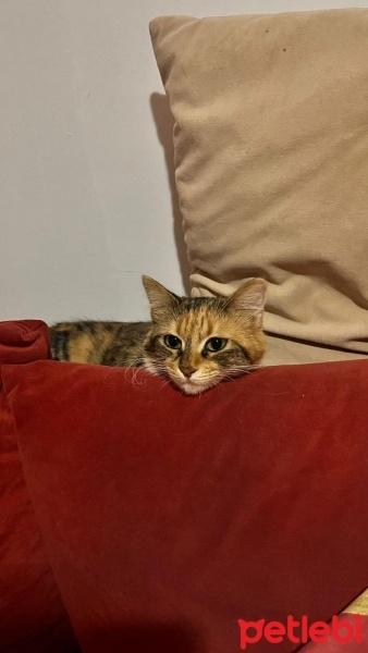 Tekir Kedi, Kedi  Calico (patiska) fotoğrafı
