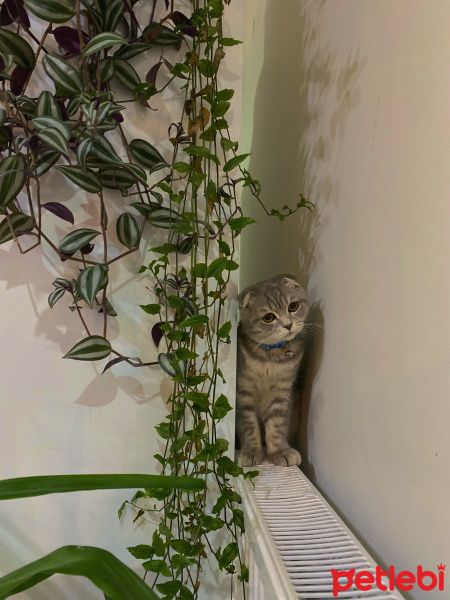 Scottish Fold, Kedi  Pars fotoğrafı