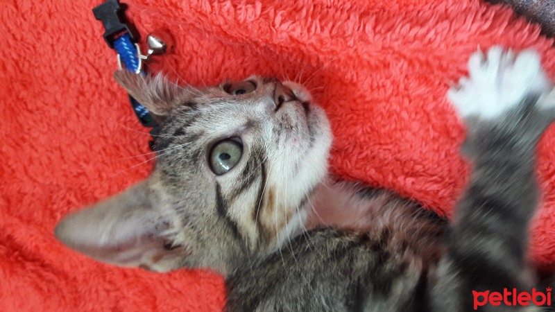 Tekir Kedi, Kedi  Bulut fotoğrafı