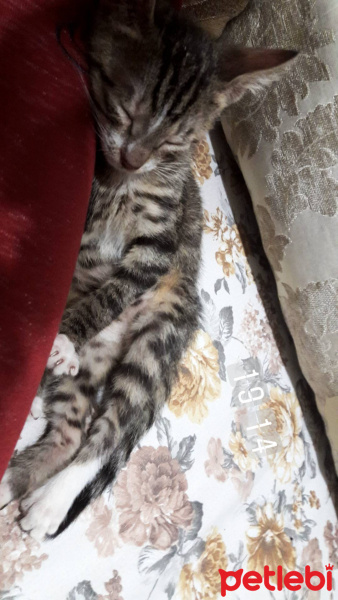 Tekir Kedi, Kedi  Bulut fotoğrafı
