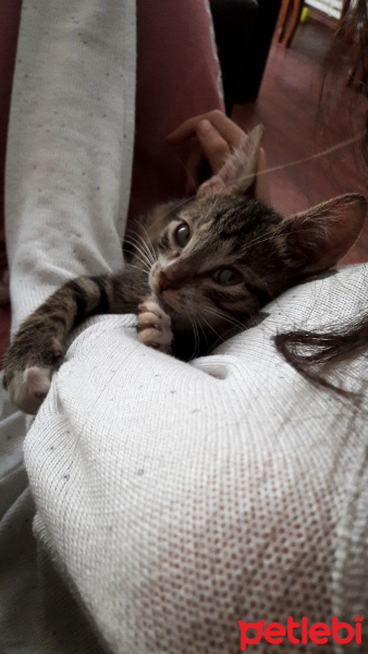 Tekir Kedi, Kedi  Bulut fotoğrafı