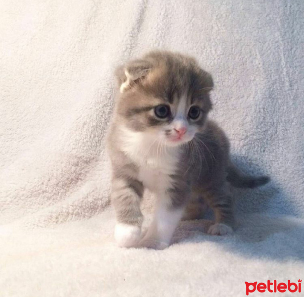 Tekir Kedi, Kedi  Bulut fotoğrafı
