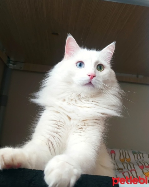 Van Kedisi, Kedi  Bulut fotoğrafı