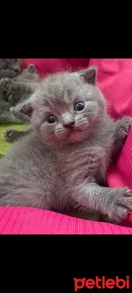 British Longhair, Kedi  Bebek fotoğrafı