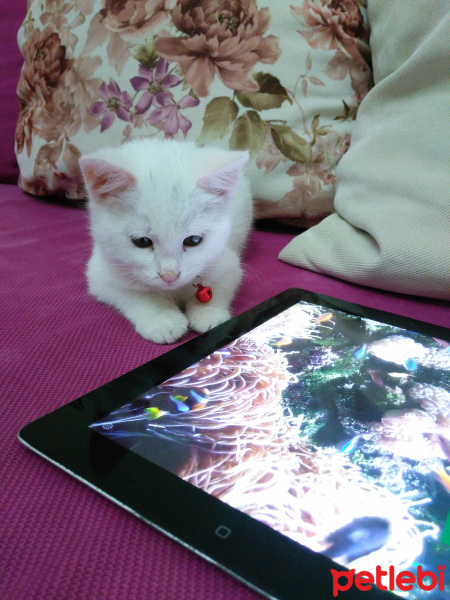 Ankara Kedisi, Kedi  Coco fotoğrafı