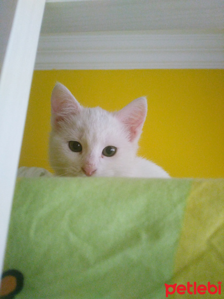 Ankara Kedisi, Kedi  Coco fotoğrafı
