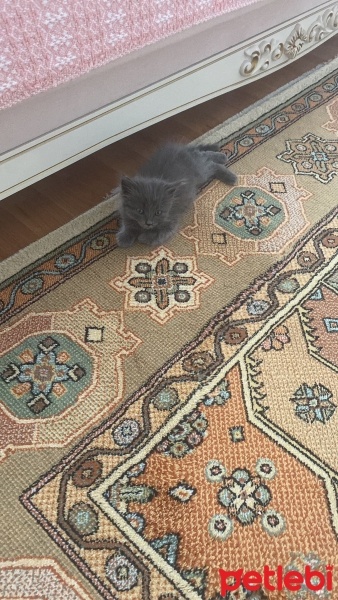 British Longhair, Kedi  Neşe fotoğrafı