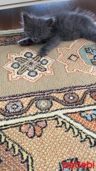 British Longhair, Kedi  Neşe fotoğrafı