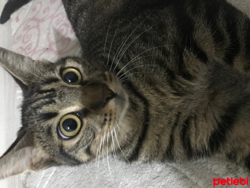 Tekir Kedi, Kedi  Bade fotoğrafı