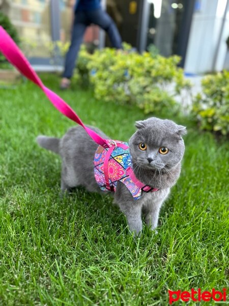 Scottish Fold, Kedi  Serum fotoğrafı