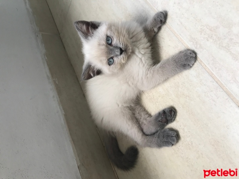 British Shorthair, Kedi  Paşa fotoğrafı
