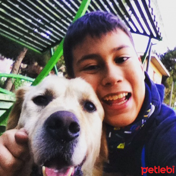 Golden Retriever, Köpek  paşa fotoğrafı