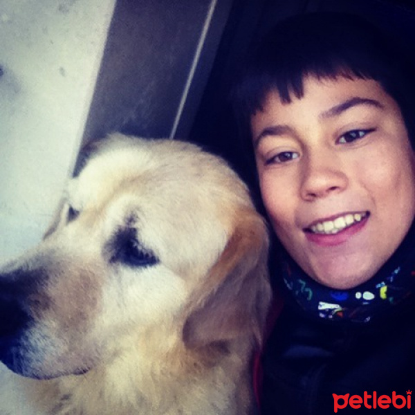 Golden Retriever, Köpek  paşa fotoğrafı