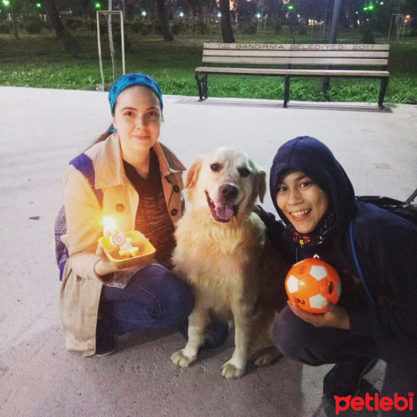 Golden Retriever, Köpek  paşa fotoğrafı