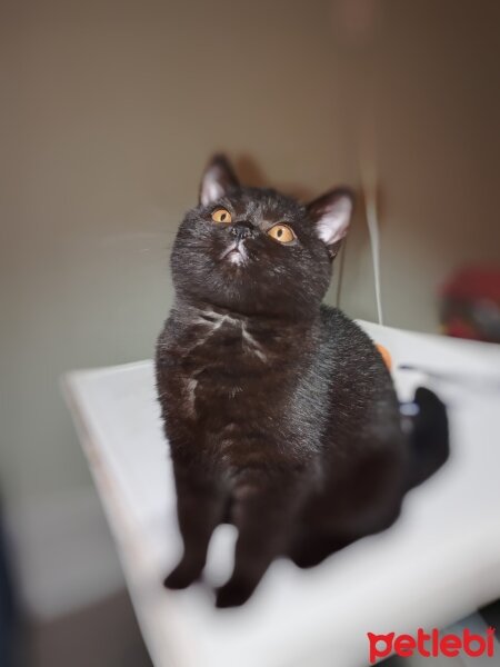 Scottish Fold, Kedi  Frida fotoğrafı