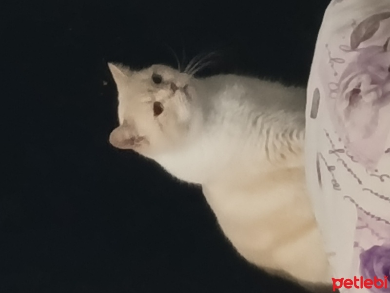 British Shorthair, Kedi  Çarli fotoğrafı