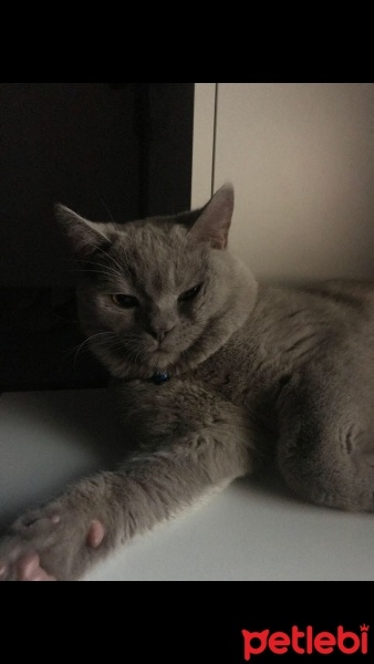 British Shorthair, Kedi  Duman fotoğrafı