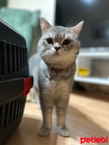 British Shorthair, Kedi  Gofret fotoğrafı