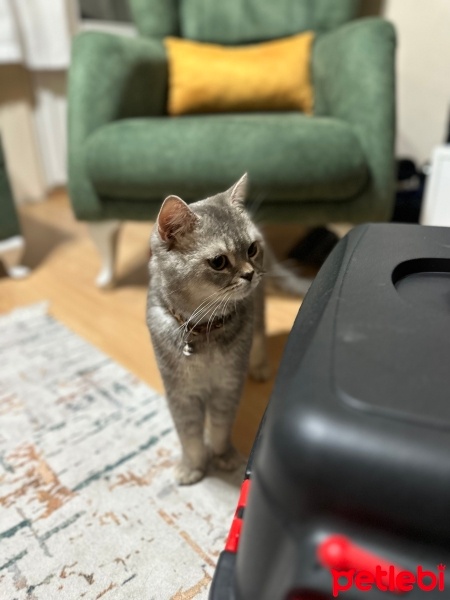 British Shorthair, Kedi  Gofret fotoğrafı