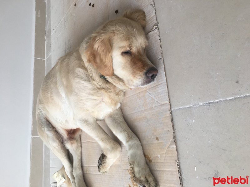 Golden Retriever, Köpek  Ceviz fotoğrafı