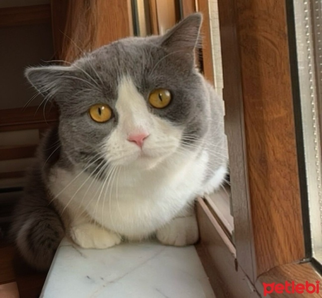 British Shorthair, Kedi  ŞEKER fotoğrafı