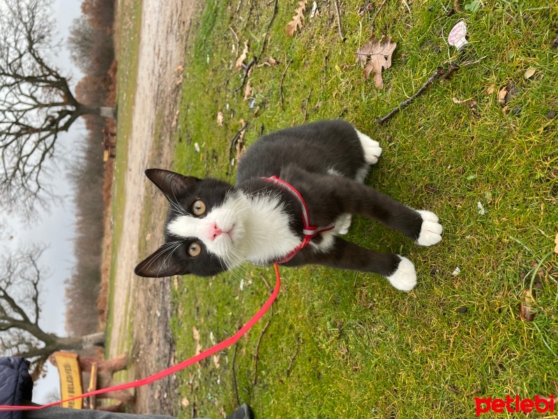 Sarman, Kedi  Smokin fotoğrafı