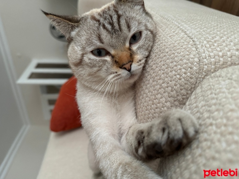 British Longhair, Kedi  Leo fotoğrafı