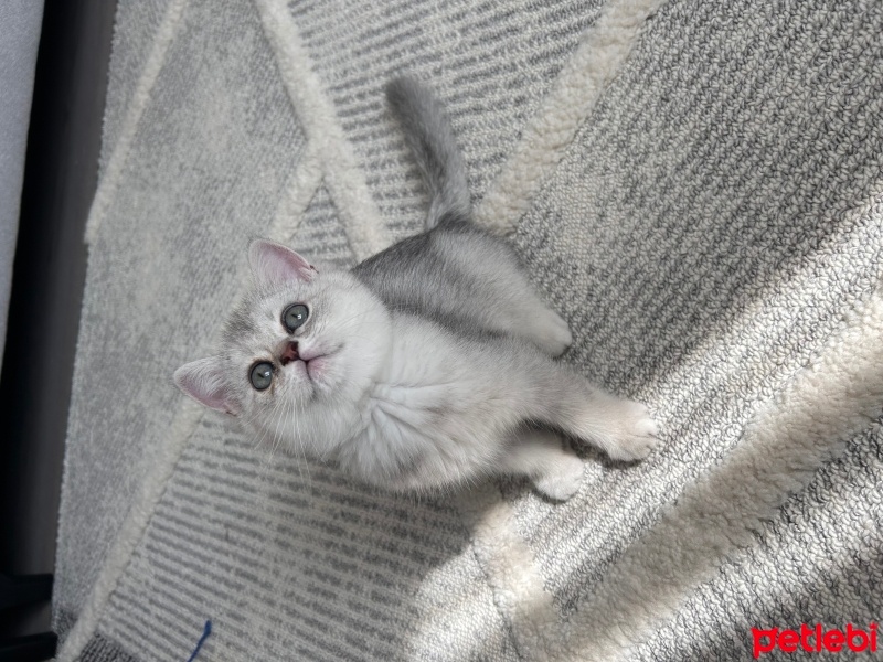 British Shorthair, Kedi  Scottish fotoğrafı