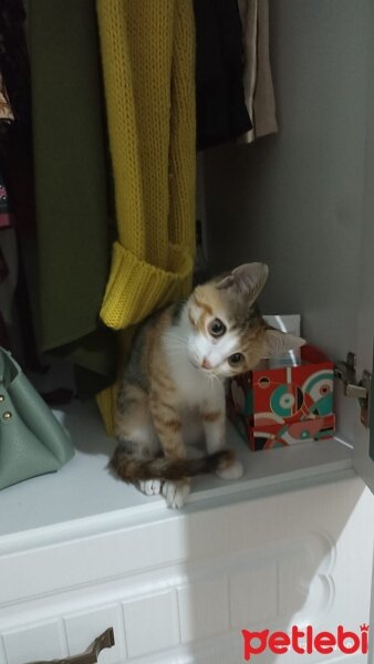 Tekir Kedi, Kedi  Bambi fotoğrafı