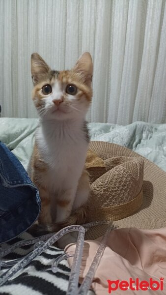 Tekir Kedi, Kedi  Bambi fotoğrafı