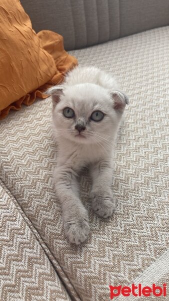 Scottish Fold, Kedi  Bihter fotoğrafı