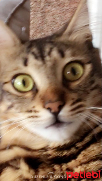 Tekir Kedi, Kedi  Kaju fotoğrafı