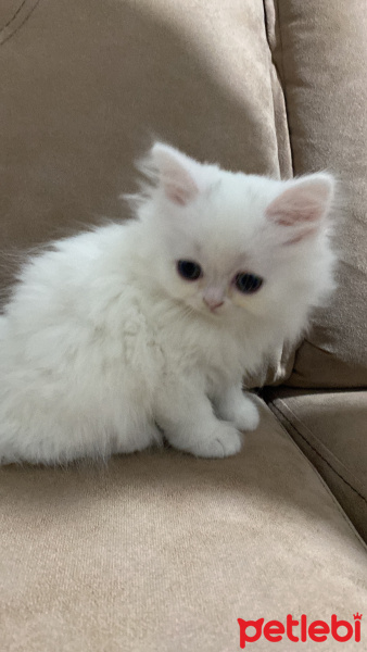 British Longhair, Kedi  Bebiş fotoğrafı
