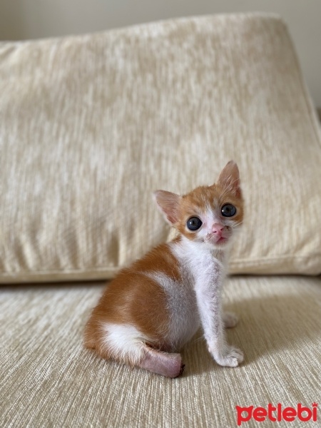Tekir Kedi, Kedi  PAYTAK fotoğrafı