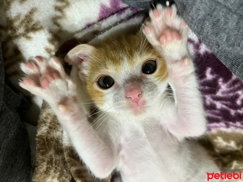 Tekir Kedi, Kedi  PAYTAK fotoğrafı