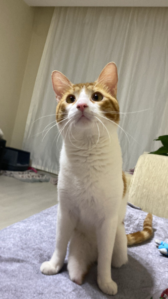 Tekir Kedi, Kedi  PAYTAK fotoğrafı