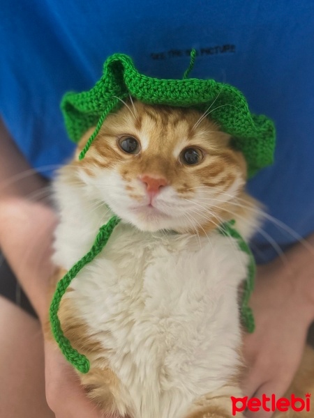 Sarman, Kedi  KAJU fotoğrafı