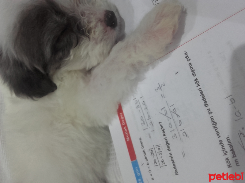 Maltese, Köpek  Bulut fotoğrafı